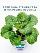 Saxifraga Stolonifera (Strawberry Begonia)